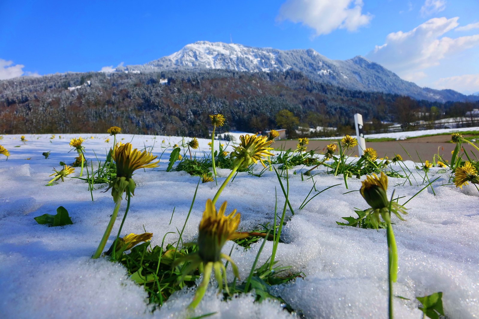Frühling: Löwenzahn im späten Schnee vor dem Grünten